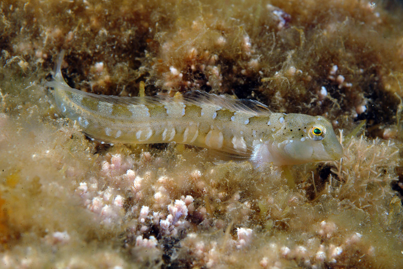 Blennidi